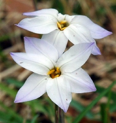 Obituary of Ruby L. Erwin