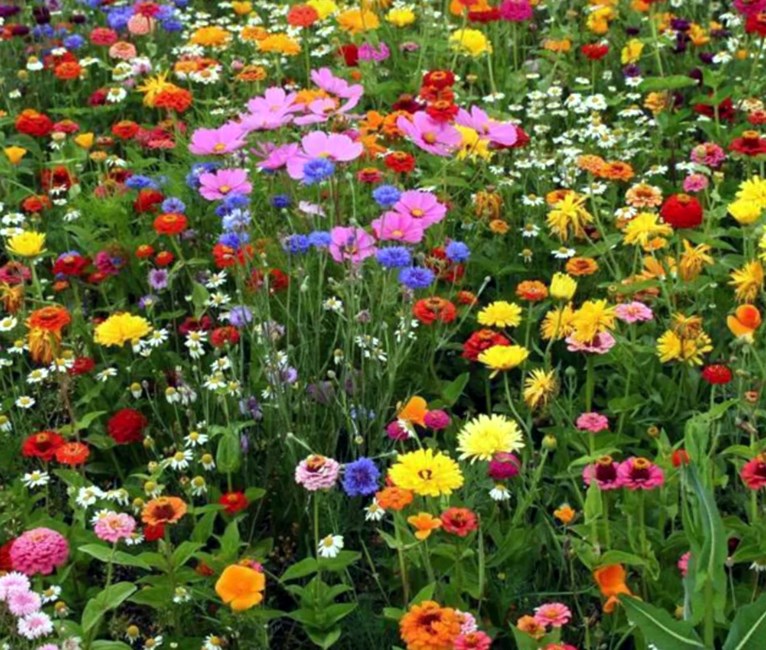 Obituary of Bridget Teresa Davis