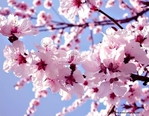 Andrei Bala Obituary Thornhill On