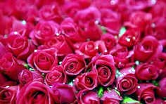 Obituary of Jasmin Moreno