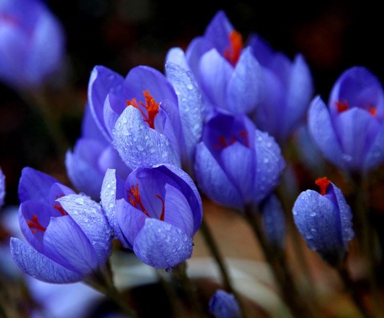 Obituary of David P Stephans