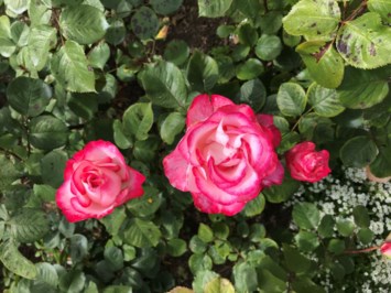 Obituary of Jennifer Anna Vera Baxted