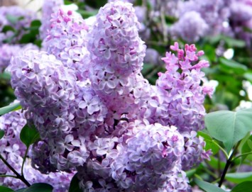 Obituary of Julia Ann Dunlap