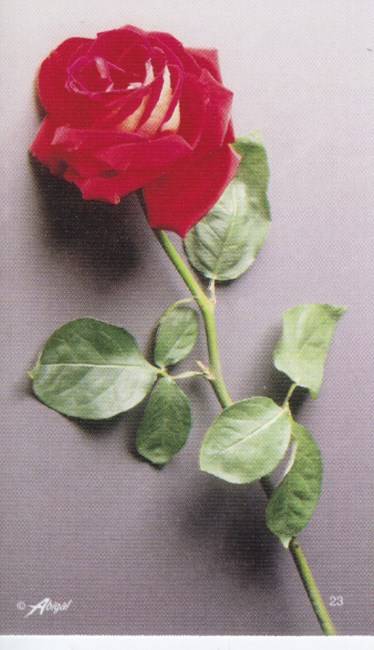 Avis de décès de Elizabeth Ogle