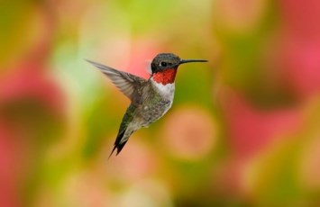 Obituary of Nellie M. Gregory