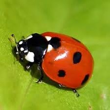 Obituary of Elsie Ilene Hall