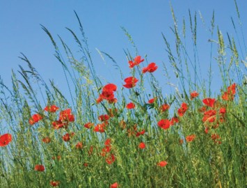 Obituary of Stephanie Renee Mann