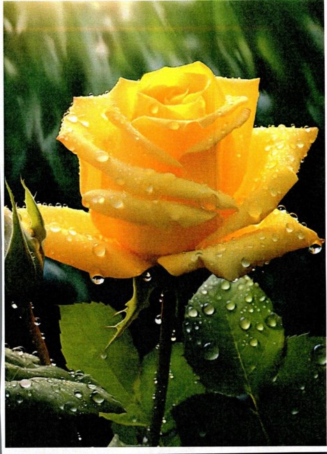 Obituary of Lucille Evon Leon