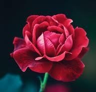 Obituary of Sylvia Campa