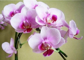 Obituary of Sharon Louise Stewart