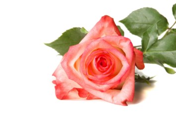 Obituary of Laura Elizabeth Jezik