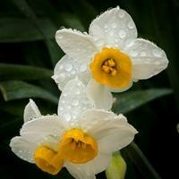 Obituary of Donna Mae Wilson