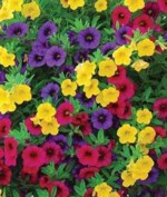Margaret Hanks