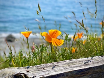 Obituary of David "Chino" Reyes