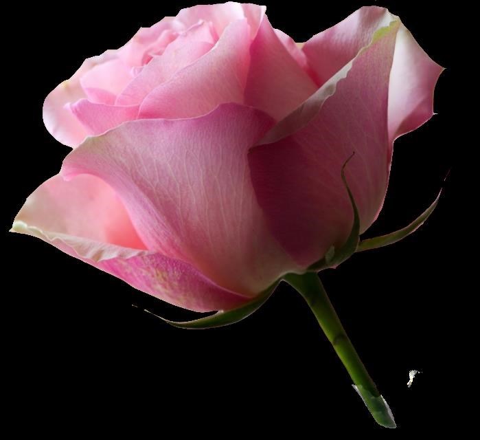 Obituary of Flora L. Blankenship