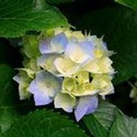 Obituary of Maude Charlotte Laimana