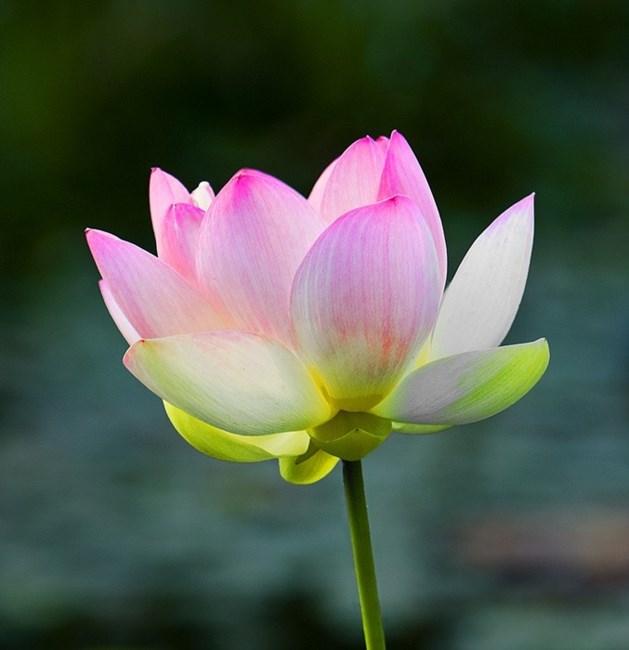 Obituary of Dong Si Phuoc