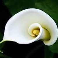 Obituary of Carl "David" James