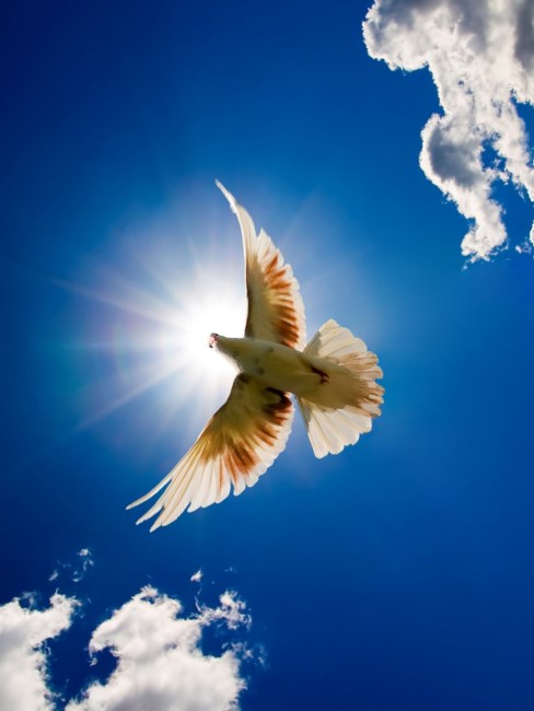 Obituary of Frances Frank Martin Bryson