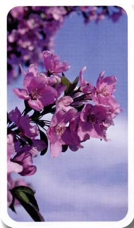 Obituary of Sadie Mae Adamec