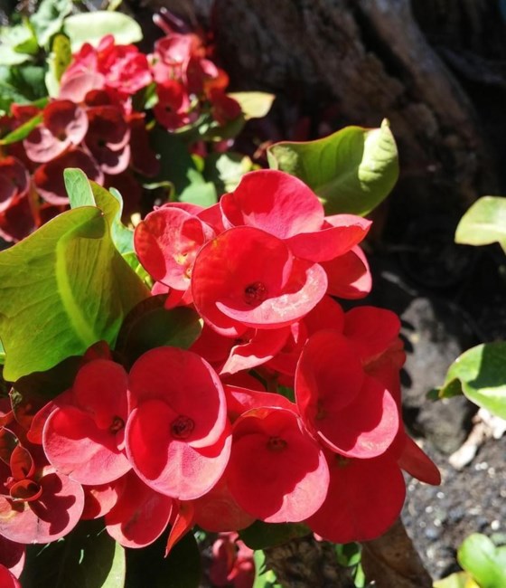 Obituary of Betty Boone Lowson