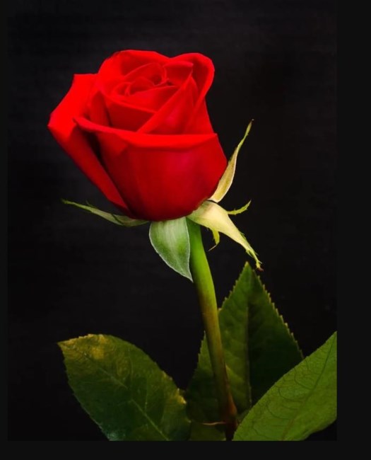 Obituary of Badrul Nisha Regel