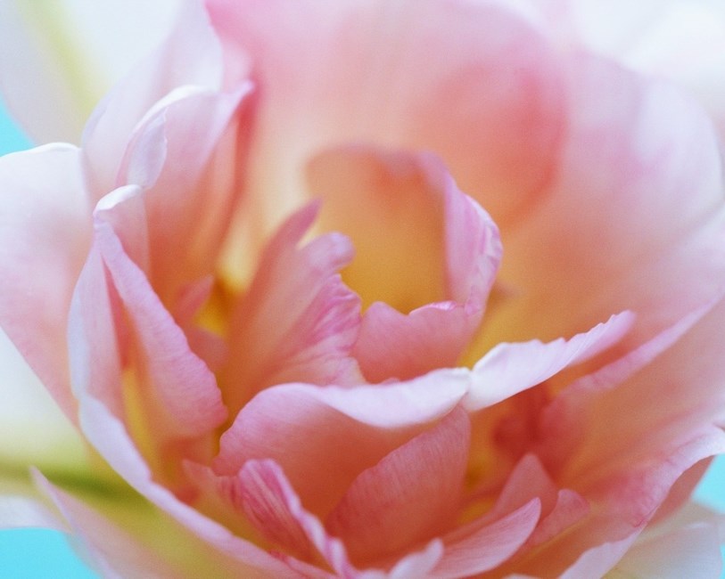 Avis de décès de Dorothy May Koch Jones