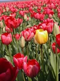 Obituary of Margaret Dietz