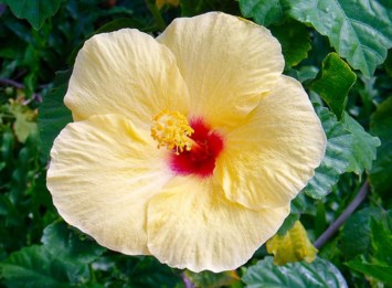 Obituary of Sheila A. Hathaway