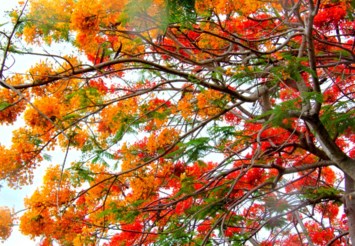 Obituary of Cynthia Lee Wilson