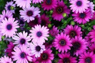 Obituary of Hildred Margaret Watkins