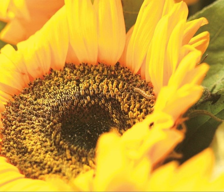 Obituary of Chris Burke