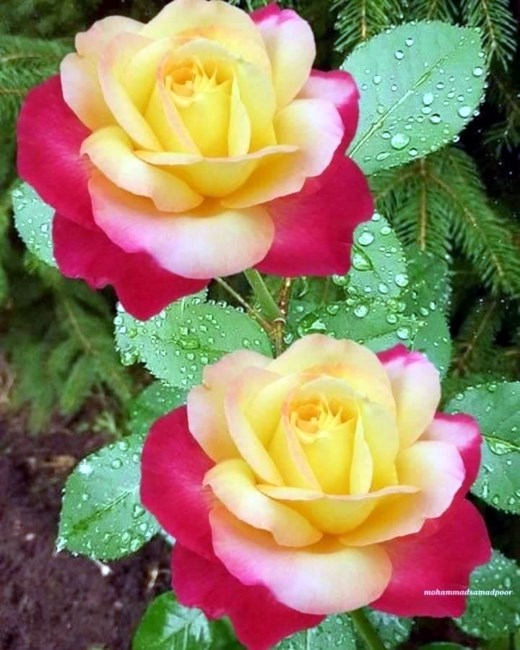 Obituario de Mara Jessica Torres Castro