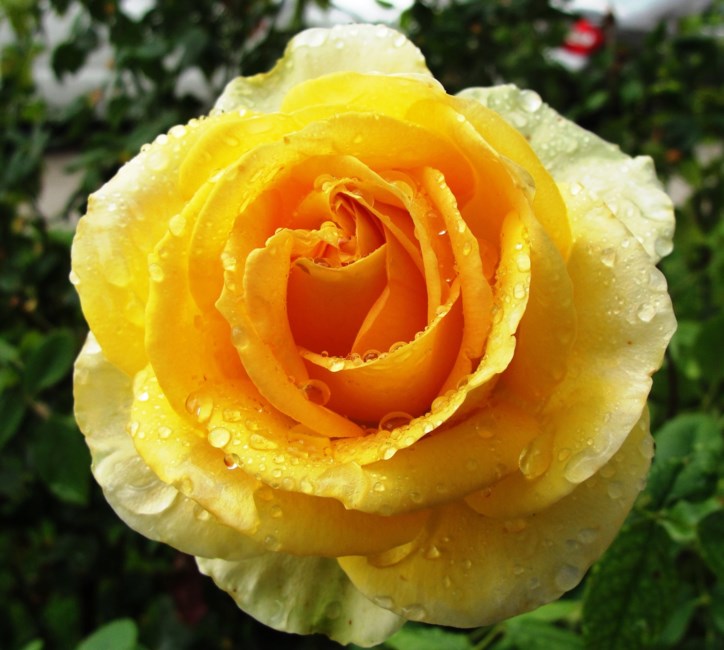 Obituary of Rhoda Rothberg