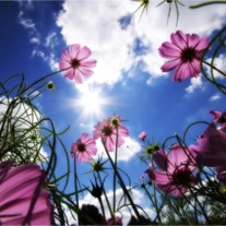 Obituary of Susan Marie Landis