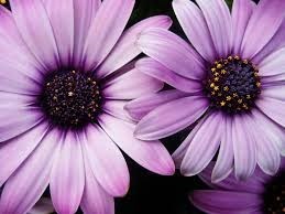 Obituary of Patricia Ruth Younger