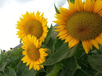 Obituary of Theresa Cecilia Gelo