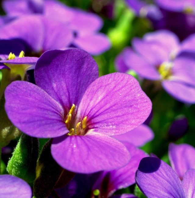 Obituary of Josephine Ann Triumph