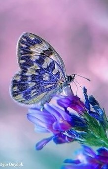 Obituary of Helen S. Davis