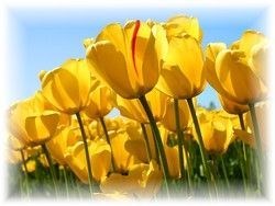 Obituary of Ann Marie   Cupp