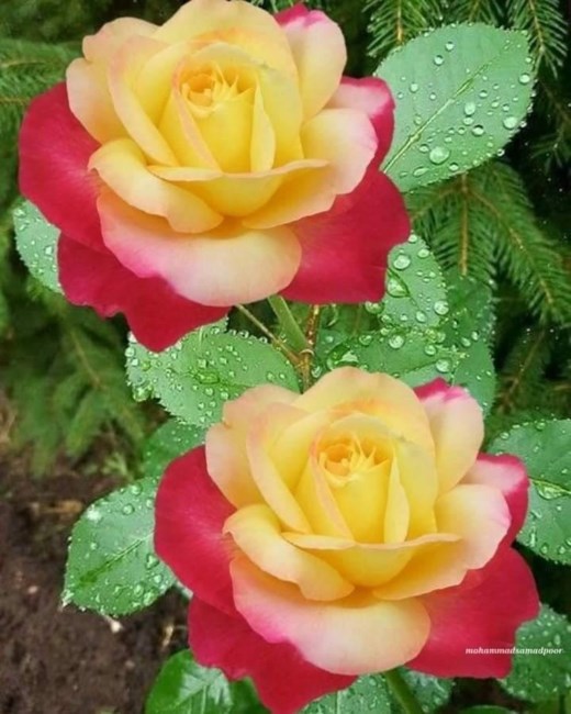 Obituary of Ana Rita Díaz Cartagena