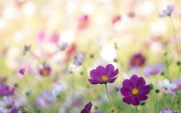 Obituary of Leticia M Coffman