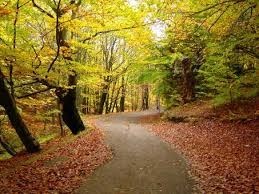 Obituary of Louie Joseph Conti