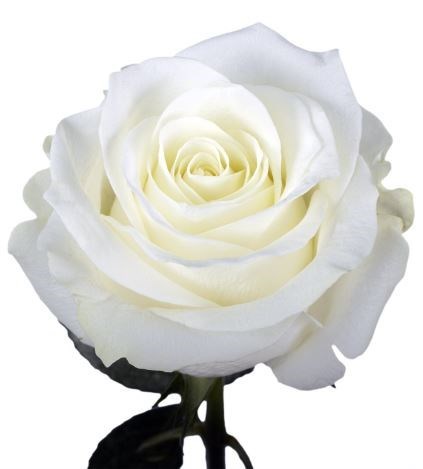 Obituary of Jacqueline Marian Pulliam