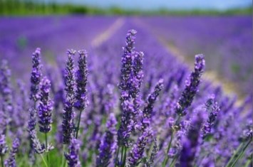 Obituary of Linda Leslie Pickenpaugh