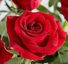 Avis de décès de Linda Arlene Goldstein