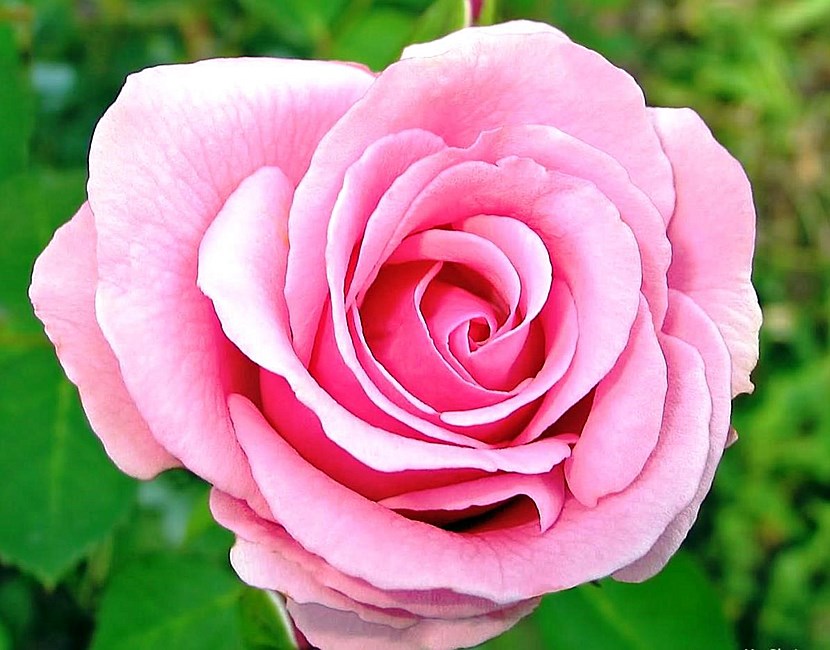 Obituary of Ruth Melton Frazier