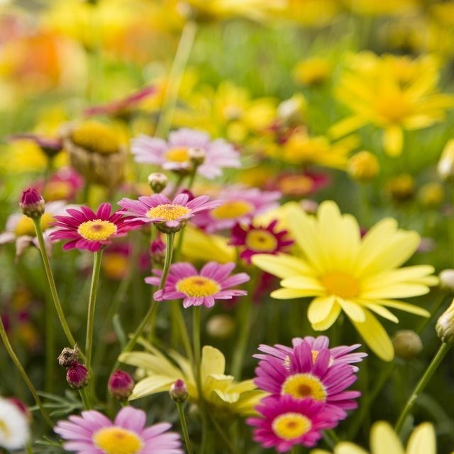 Obituary of William Price Simpson