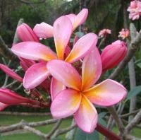 Obituary of Thanh Son Huynh