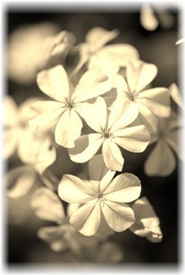 Obituary of Doris Greene